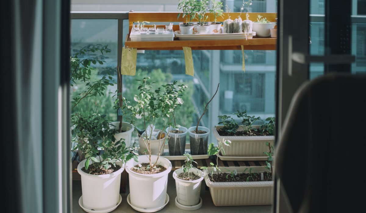 balcony herb garden for beginners — Balcony herb garden for beginners: 7 easy steps — Photo by JUNLIN ZOU on Pexels