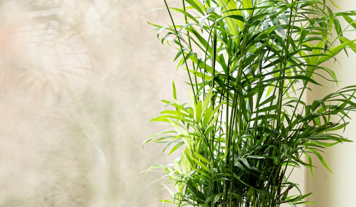 bamboo palm care guide — Bamboo Palm Care Guide: Complete 2026 Expert Tips — Photo by Maharishi on Pexels