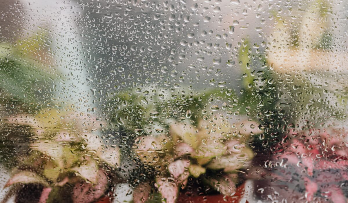 Best Humidity-Loving Bathroom Plants — Best Humidity-Loving Bathroom Plants: 7 Easy Options — Photo by www.kaboompics.com on Pexels