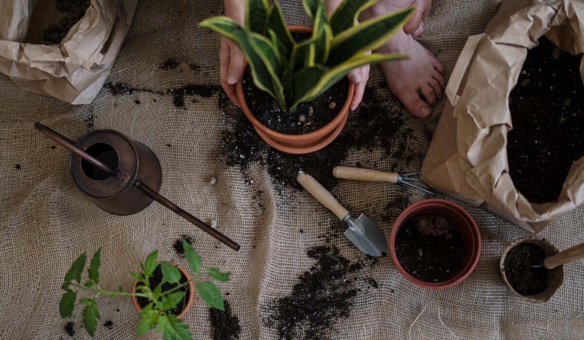 essential tools for beginner gardeners — Essential Tools for Beginner Gardeners: 7 Must-Have Items — Photo by cottonbro studio on Pexels