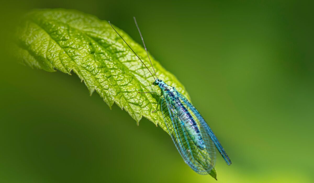 attract beneficial insects organically — Attract Beneficial Insects Organically: 5 Proven Strategies — Photo by Erik Karits on Pexels