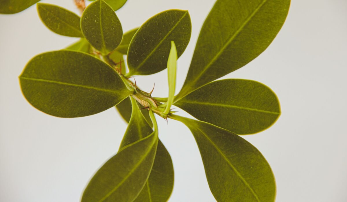 Why Boxwoods Turning Brown — Why Boxwoods Turning Brown: 7 Ultimate Fixes — Photo by Suki Lee on Pexels
