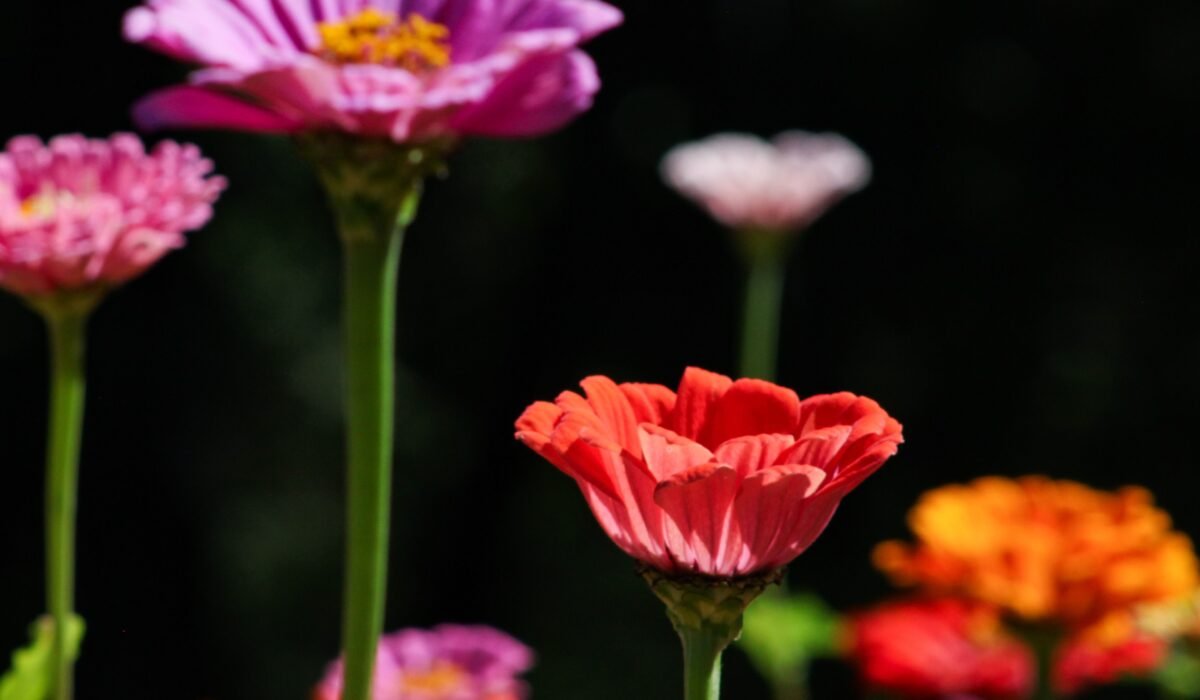 start a cut flower garden — Start a cut flower garden: 7 complete steps for stunning bouquets — Photo by Senna Doe on Pexels