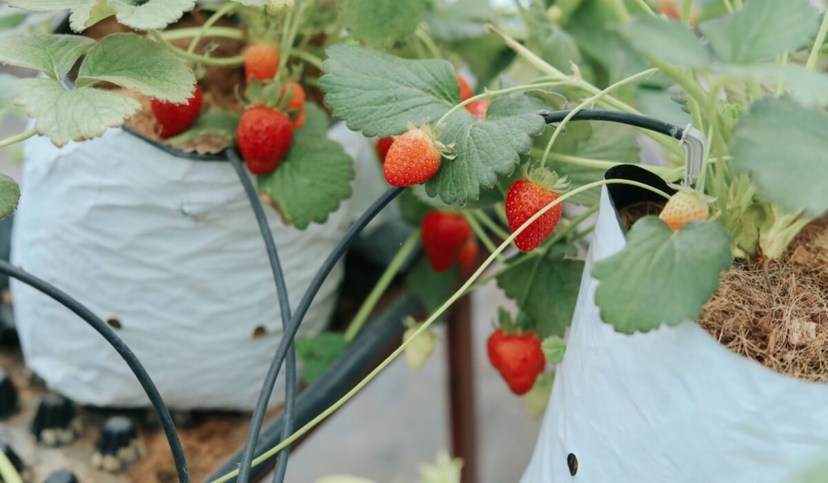 best fruits for container gardening — Best Fruits for Container Gardening: 7 Essential Options — Photo by Mochi Mochi on Pexels