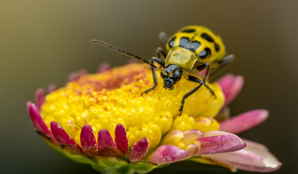Identify & Treat Cucumber Beetles 2026 — Identify & Treat Cucumber Beetles 2026: Complete IPM Guide — Photo by Skyler Ewing on Pexels