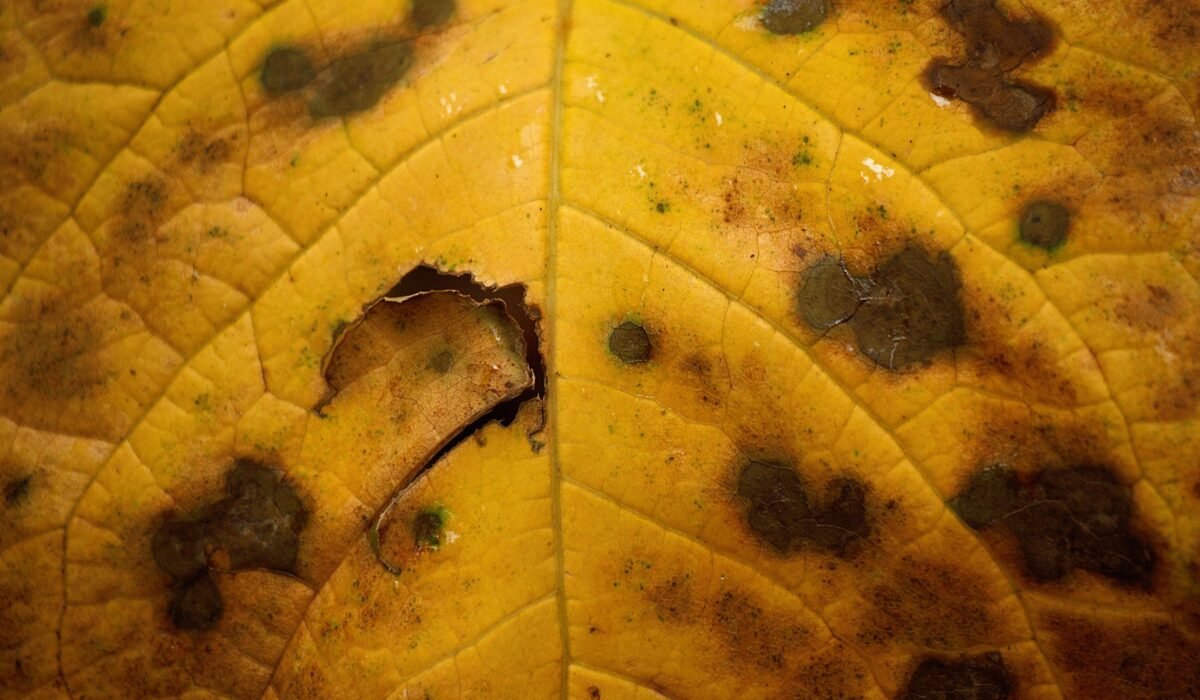 common plant diseases for beginners — Common Plant Diseases for Beginners: 7 Easy Fixes — Photo by Bram on Pexels