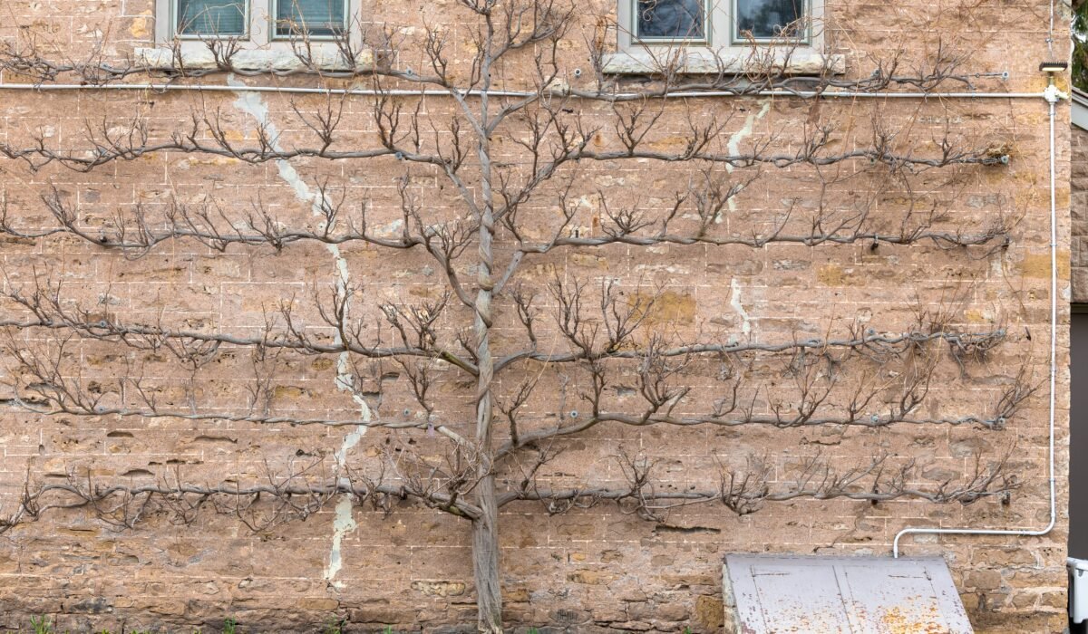 espalier fruit trees small spaces — Espalier fruit trees small spaces: 7 expert ways — Photo by Ali Soheil on Pexels