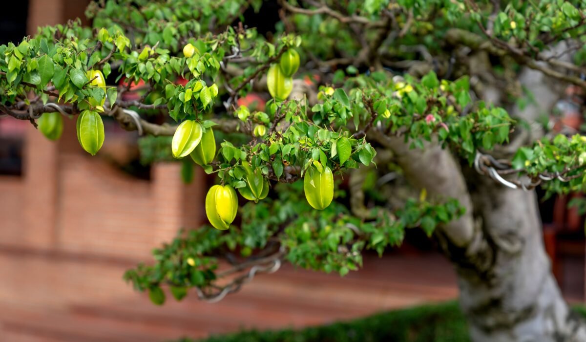 Easy Exotic Fruit to Grow — Easy Exotic Fruit to Grow: 5 Essential Choices — Photo by Quang Nguyen Vinh on Pexels