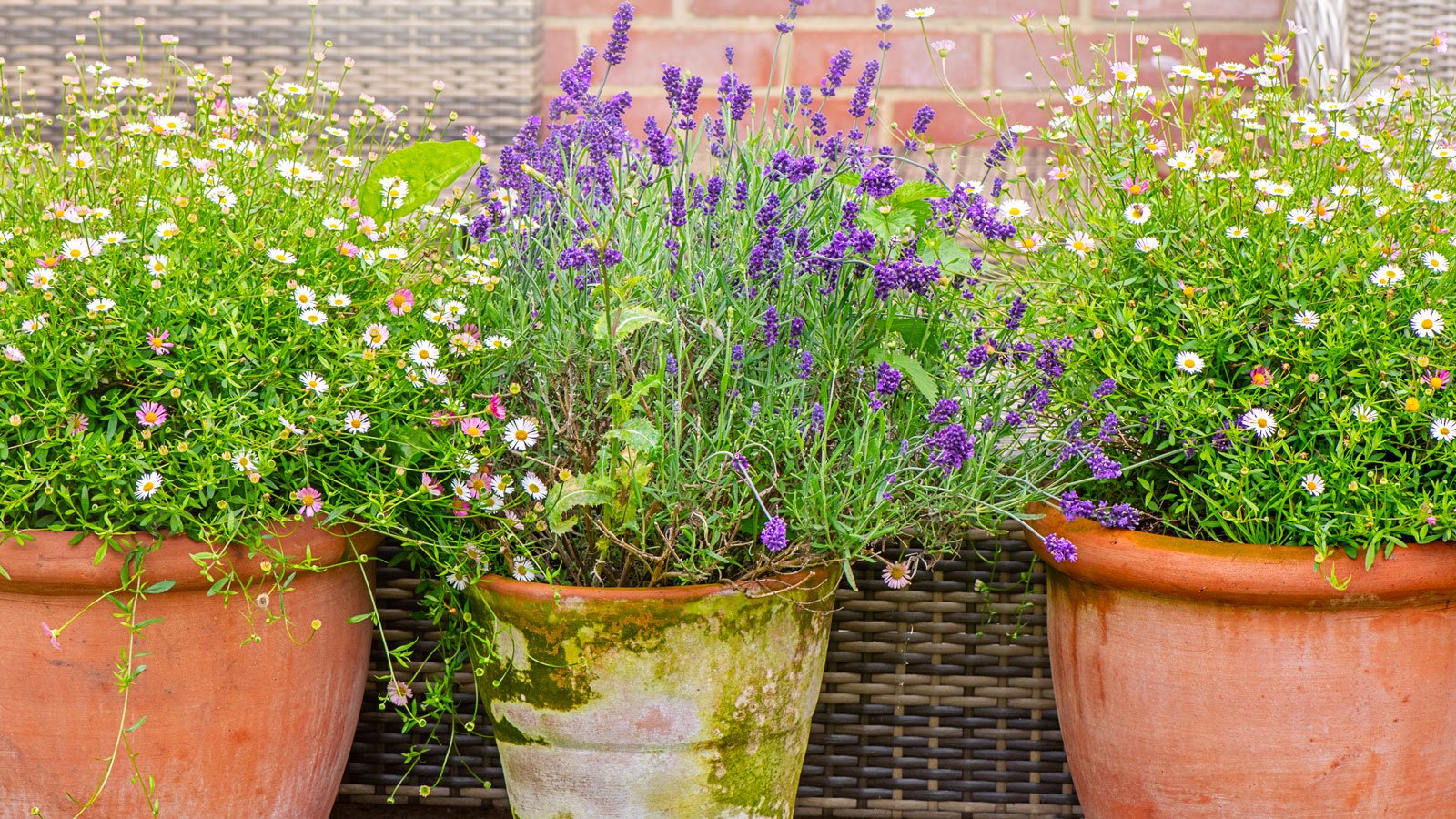 Why Your Balcony Needs a Pollinator Garden in 2026 Your balcony