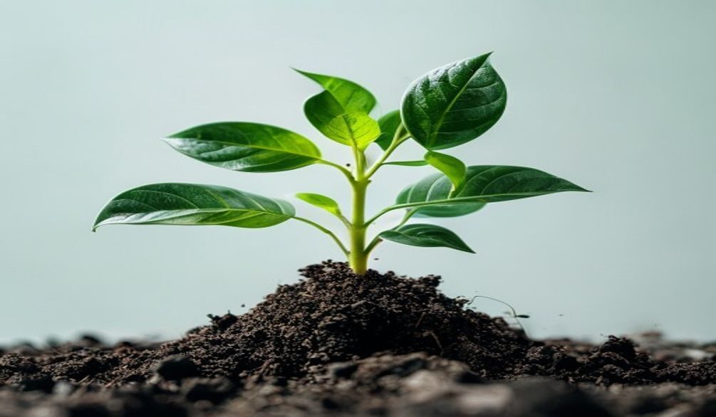 fix stunted plant growth — Fix stunted plant growth: 7 effective solutions