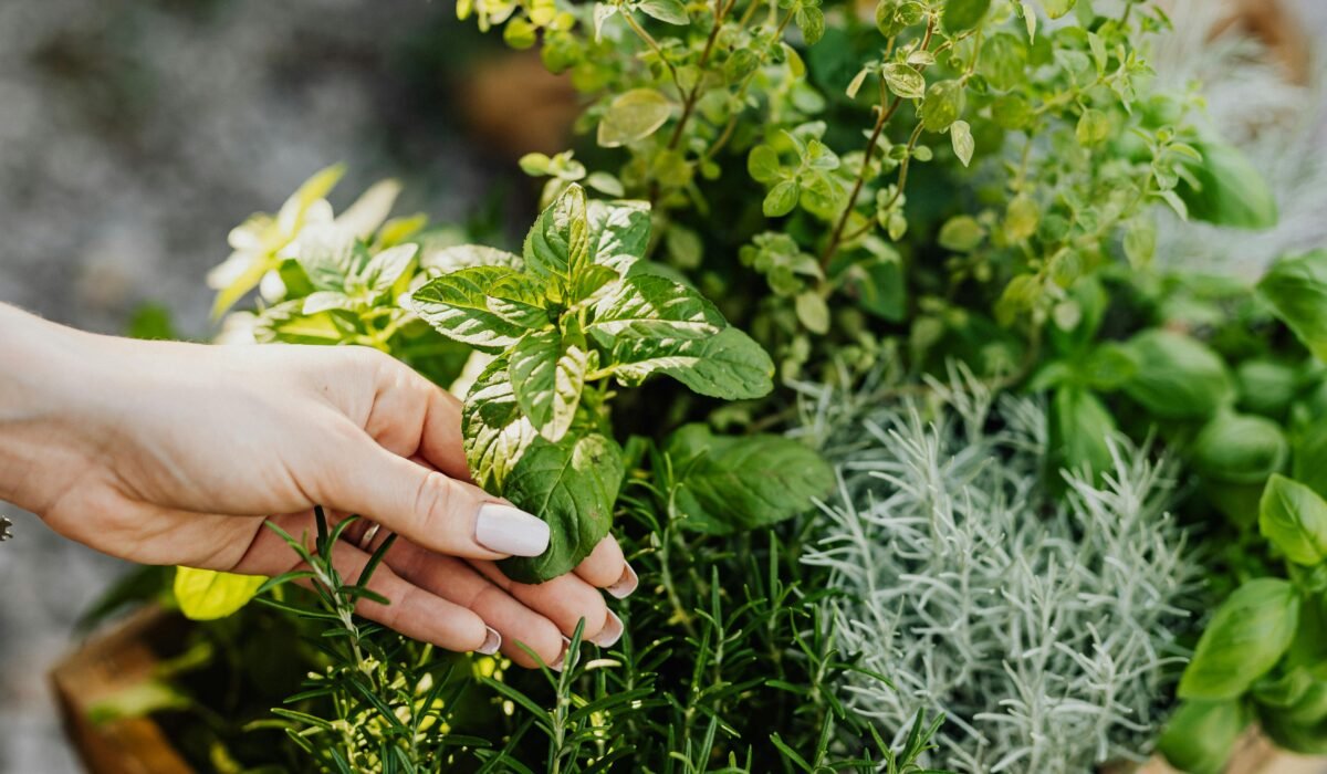 Growing Herbs for Fragrance 2026 — Growing Herbs for Fragrance 2026: Ultimate Aromatic Garden Guide — Photo by www.kaboompics.com on Pexels