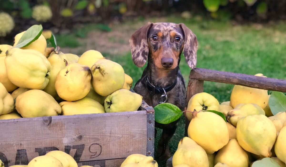 best companion plants for fruit trees — Best Companion Plants: 10 Essential Fruit Tree Pairings — Photo by Nathalie De Boever on Pexels