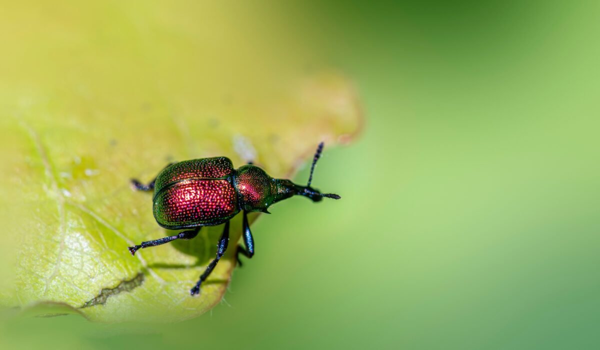 fruit tree disease and pest control — Fruit Tree Disease and Pest Control: 7 Essential Steps — Photo by Erik Karits on Pexels