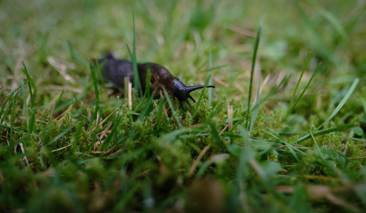 effective slug and snail control — Effective Slug and Snail Control: 5 Proven Garden Methods — Photo by Haberdoedas Photography on Pexels