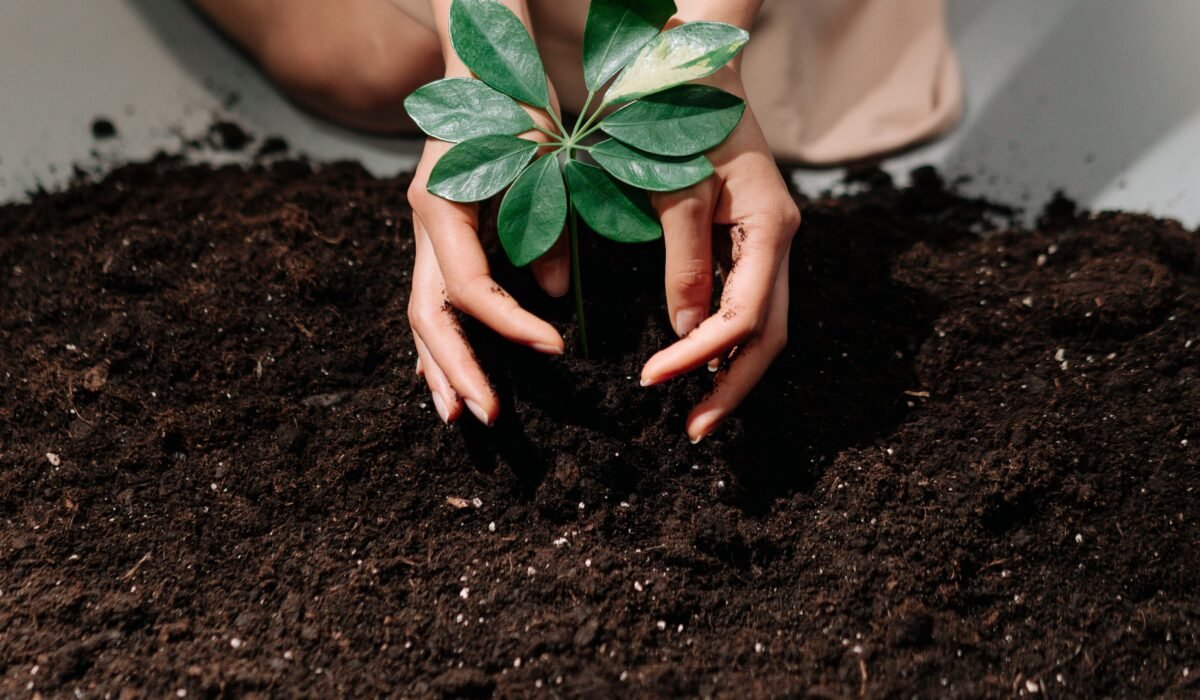 test garden soil pH — Test Garden Soil pH: 7 Easy Steps for Beginners — Photo by Ron Lach on Pexels