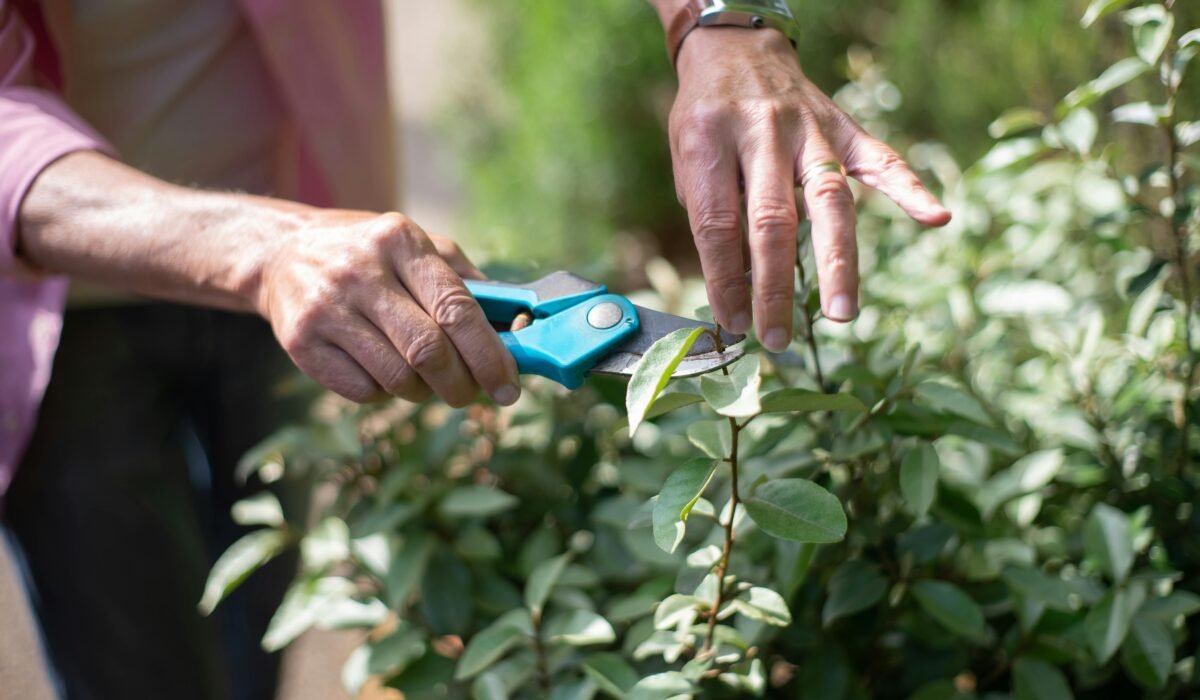 Pruning Basics for Beginners — Pruning Basics for Beginners: Simple Guide 2026 — Photo by Kampus Production on Pexels