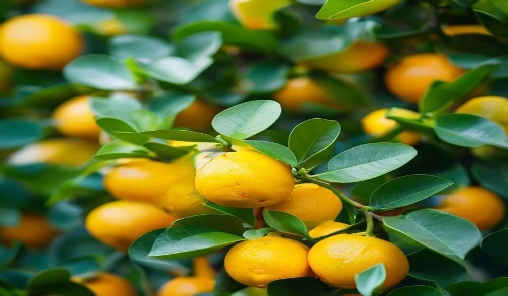 growing citrus cool climates — Growing citrus in cool climates: 7 essential tips