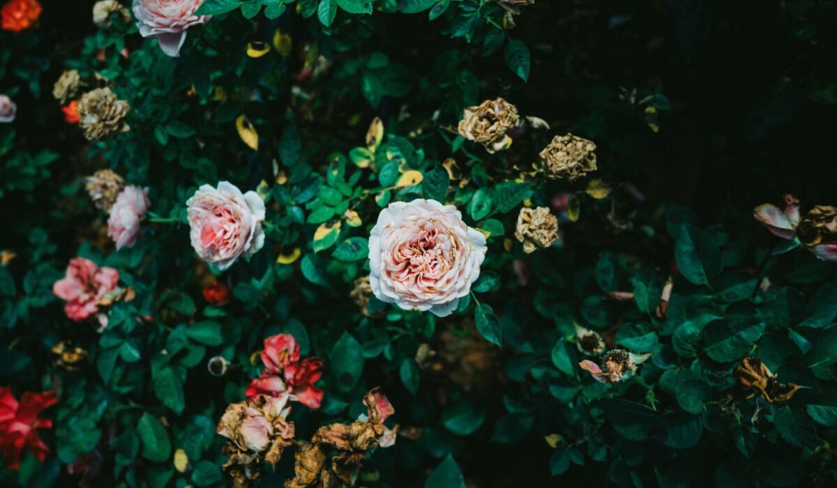 Growing Hardy Roses 2026 — Growing Hardy Roses 2026: Complete Care Guide — Photo by Nishino Minase on Pexels