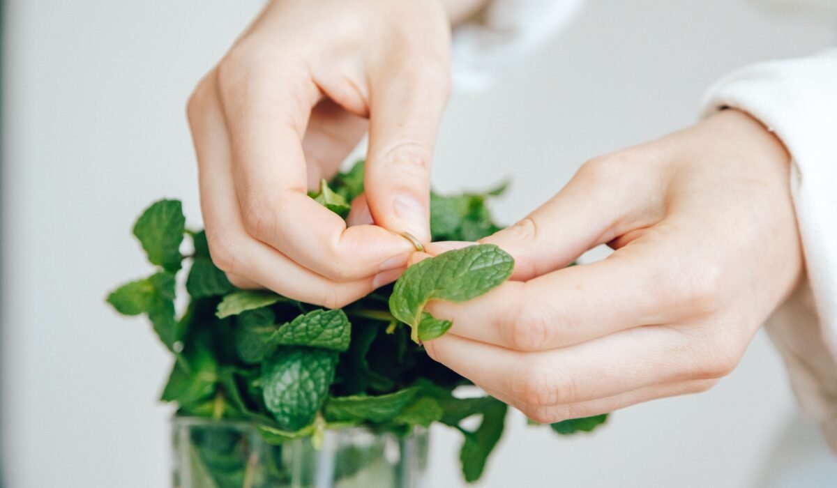 harvesting herbs peak flavor — Harvesting Herbs Peak Flavor: Ultimate 2026 Guide — Photo by ROMAN ODINTSOV on Pexels
