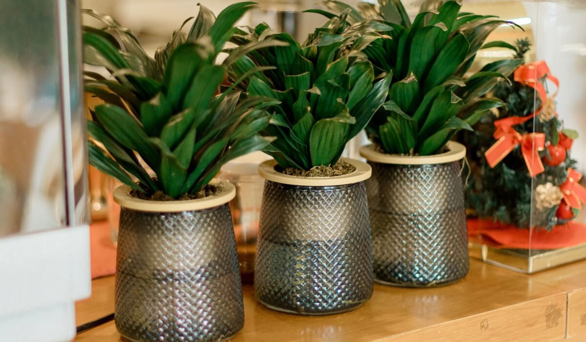 boost indoor plant growth naturally — Boost Indoor Plant Growth Naturally: 7 Proven Ways — Photo by 🇻🇳🇻🇳Nguyễn Tiến Thịnh 🇻🇳🇻🇳 on Pexels