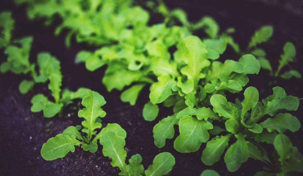 basic plant needs for growth — Basic plant needs for growth: 7 essential requirements — Photo by Karolina Grabowska www.kaboompics.com on Pexels