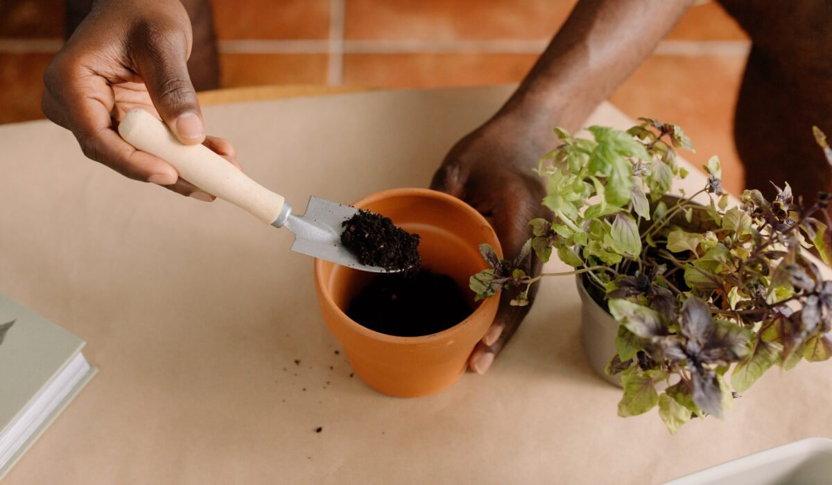 Propagating Herbs Cuttings Seeds — Propagating Herbs Cuttings Seeds: 7 Easy Ways to Grow — Photo by cottonbro studio on Pexels