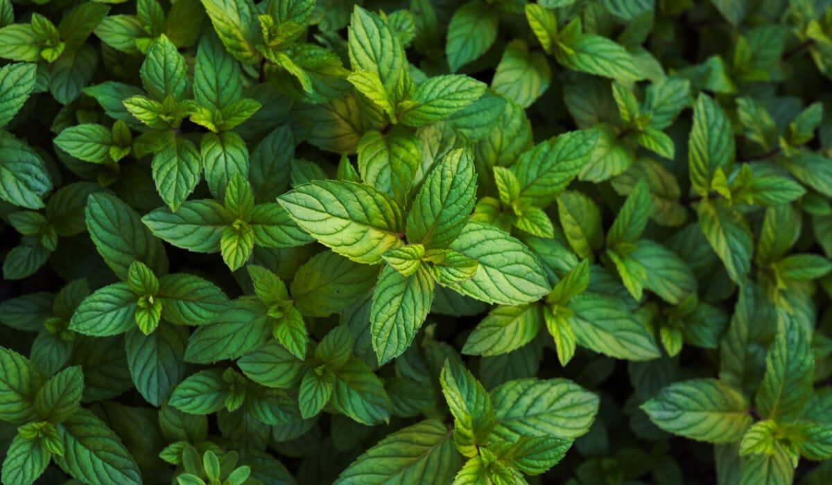 Growing Herbs for Tea — Growing Herbs for Tea: Your Ultimate 2026 Guide — Photo by Hami Durgut on Pexels