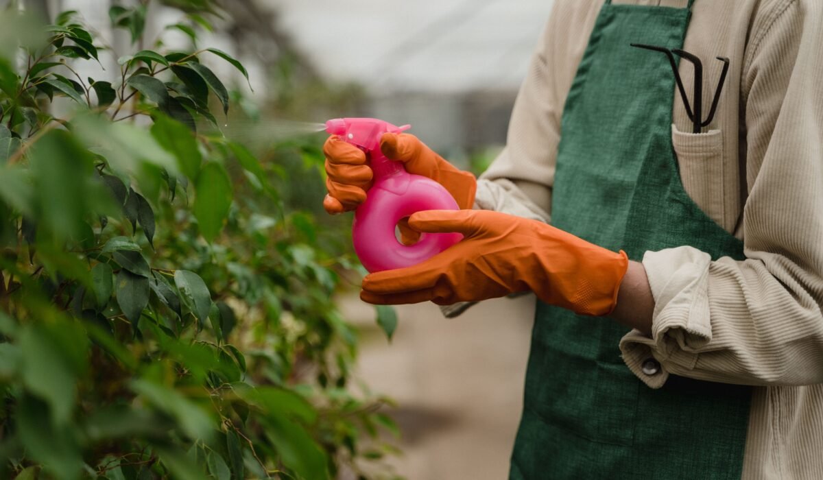 DIY Organic Pest Control — DIY Organic Pest Control: 7 Effective Solutions for Common Pests — Photo by Tima Miroshnichenko on Pexels