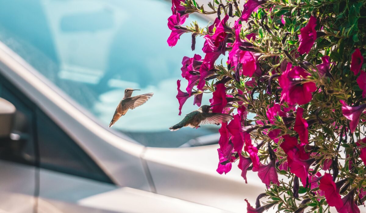 Attract Hummingbirds to Your Garden — Attract Hummingbirds to Your Garden: 7 Proven Ways — Photo by Chait Goli on Pexels