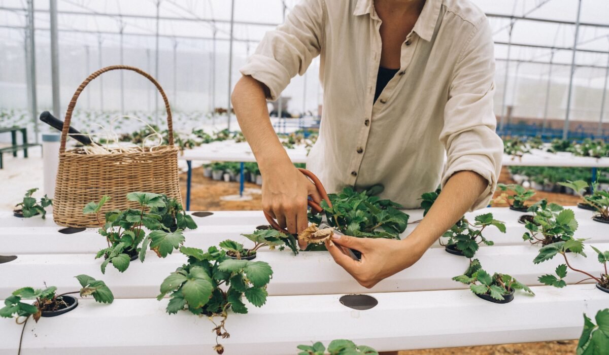 hydroponic system maintenance checklist — Hydroponic System Maintenance Checklist: 7 Essential Steps — Photo by Anna Tarazevich on Pexels