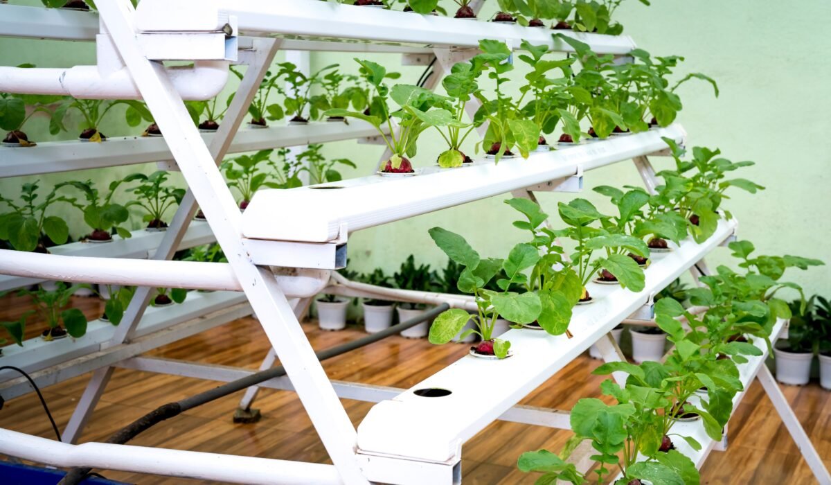 growing herbs hydroponically for beginners — Growing Herbs Hydroponically: 5 Easy Steps for Beginners — Photo by Quang Nguyen Vinh on Pexels