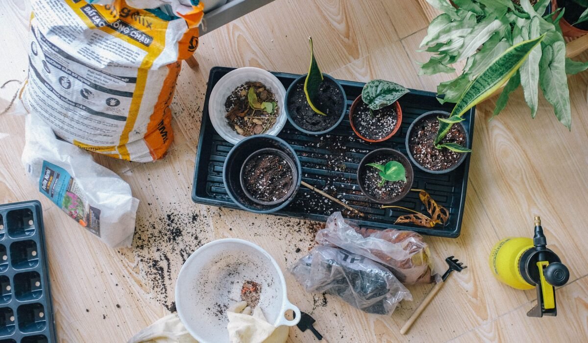 propagating indoor plants from cuttings — Propagating Indoor Plants: Easy 2026 Guide — Photo by Huy Phan on Pexels