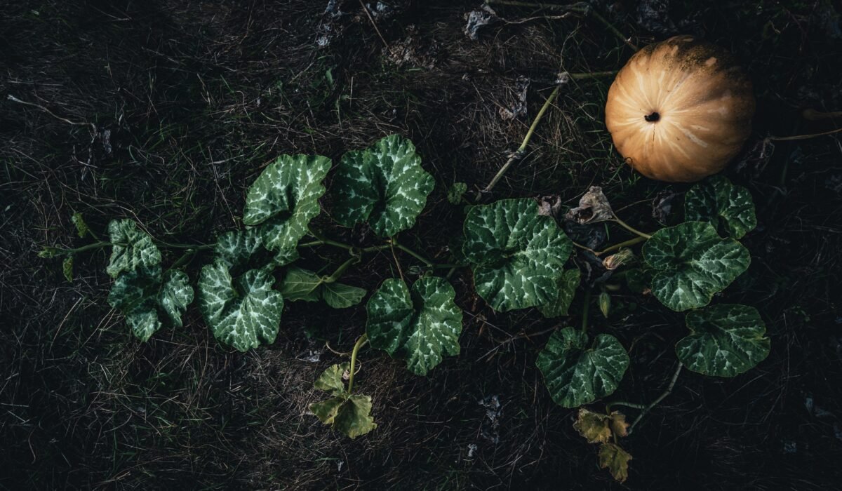 late season vegetable planting guide — Late Season Vegetable Planting Guide: 7 Essential Tips — Photo by César Fonseca on Pexels