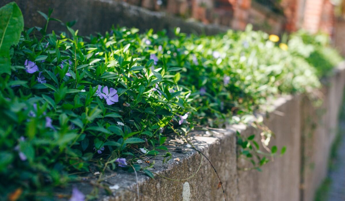 Design a Low-Maintenance Flower Garden — Design a Low-Maintenance Flower Garden: 7 Easy Ways — Photo by Julia Filirovska on Pexels