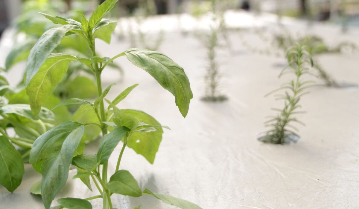 designing a functional herb garden layout — Designing a functional herb garden layout: 5 essential ideas — Photo by Wina Hafidh on Pexels