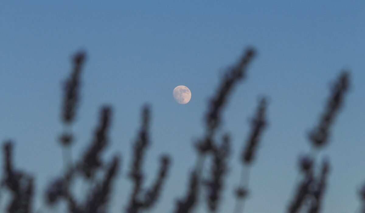 how to create a moon garden — How to Create a Moon Garden: 7 Essential Steps — Photo by Kadir Akman on Pexels