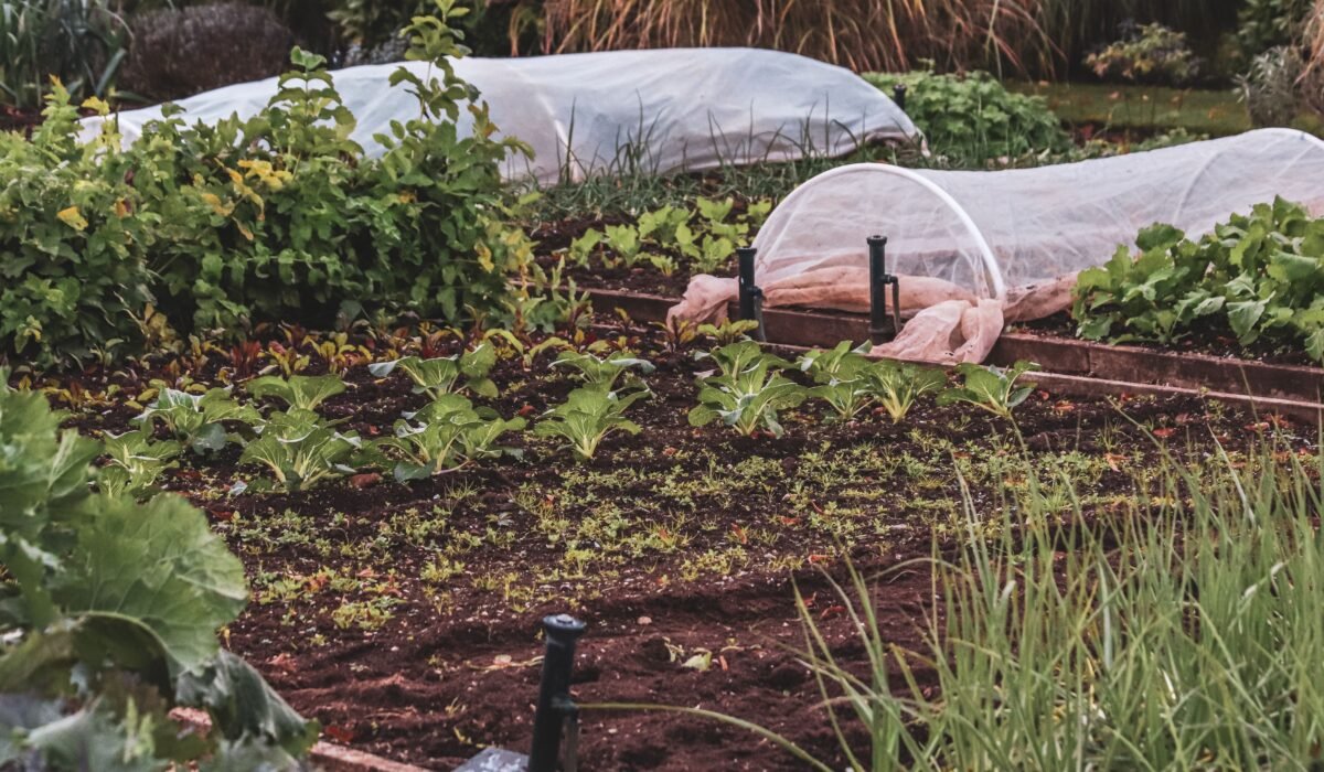 organic garden bed preparation tips — Organic Garden Bed Preparation: 7 Essential Tips — Photo by Boys in Bristol Photography on Pexels