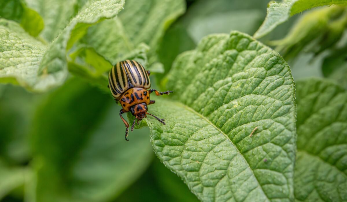 organic garden pest control methods — Organic Garden Pest Control Methods: 7 Proven Ways for Healthy Plants — Photo by Erik Karits on Pexels