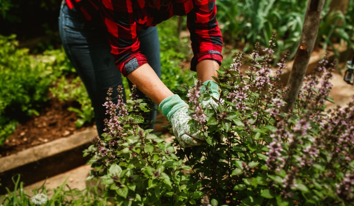 Best Organic Fertilizer for Herbs — Best Organic Fertilizer for Herbs: 7 Essential Tips — Photo by Helena Lopes on Pexels