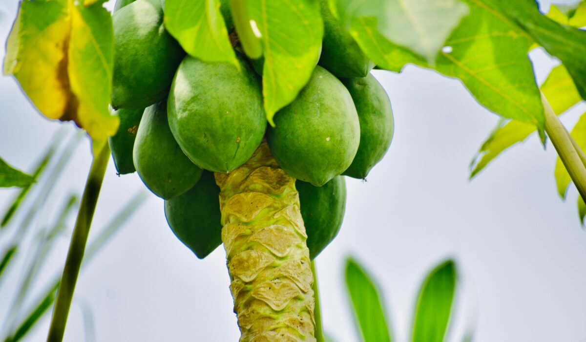 How to Grow Papaya — How to Grow Papaya: 7 Essential Steps for 2026 — Photo by BLAXTAR ESSENTIALS on Pexels