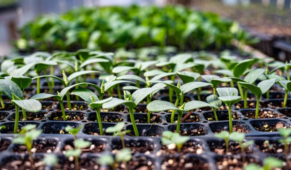 Organic Seed Starting Natural Ways — Organic Seed Starting: 7 Proven Natural Ways for Success — Photo by Alfo Medeiros on Pexels