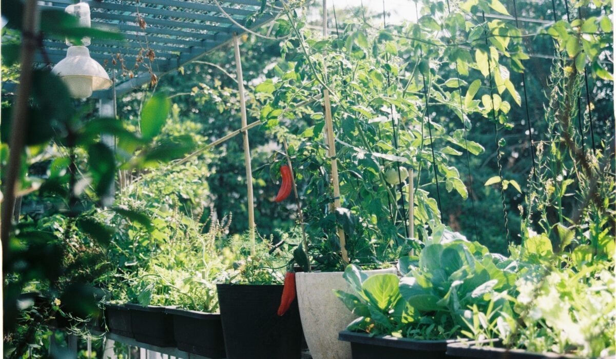 Organic Pest Control for Terrace Gardens — Organic Pest Control for Terrace Gardens: 7 Essential Tips — Photo by Linh Bo on Pexels