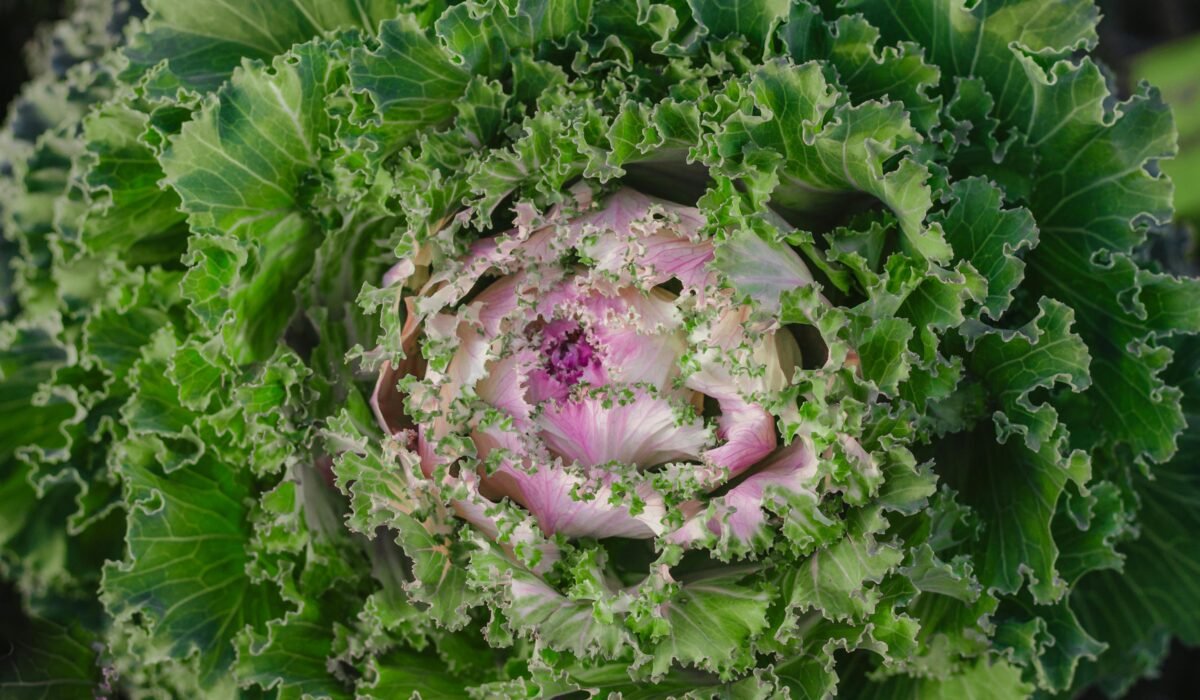 organic winter vegetable gardening 2026 — Organic Winter Vegetable Gardening 2026: Ultimate Guide — Photo by Зоряна Русин on Pexels