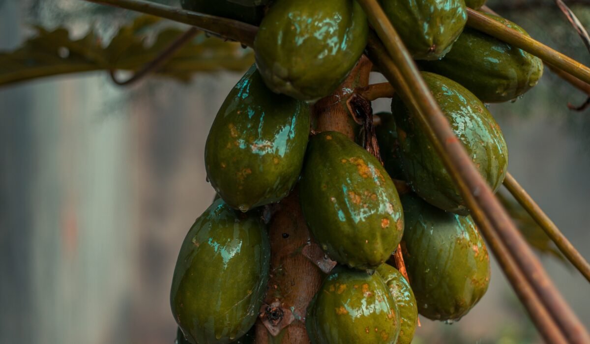 How to Grow Papaya — How to Grow Papaya: 7 Essential Steps for Sweet Fruit — Photo by Nicholas Githiri on Pexels