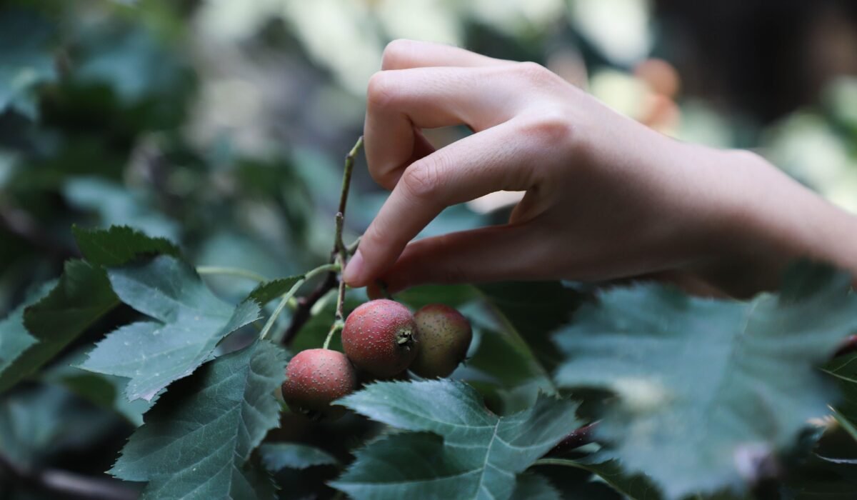 harvesting fruit for peak flavor — Harvesting Fruit for Peak Flavor: 5 Best Practices — Photo by Cats Coming on Pexels