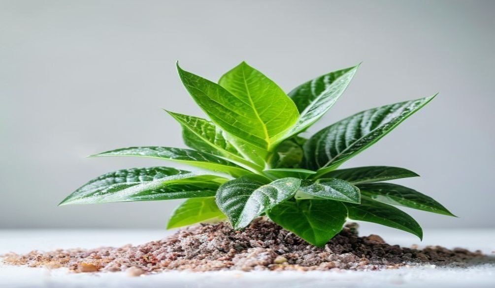 Diagnose and Treat Plant Edema — Diagnose and treat plant edema: 7 effective solutions