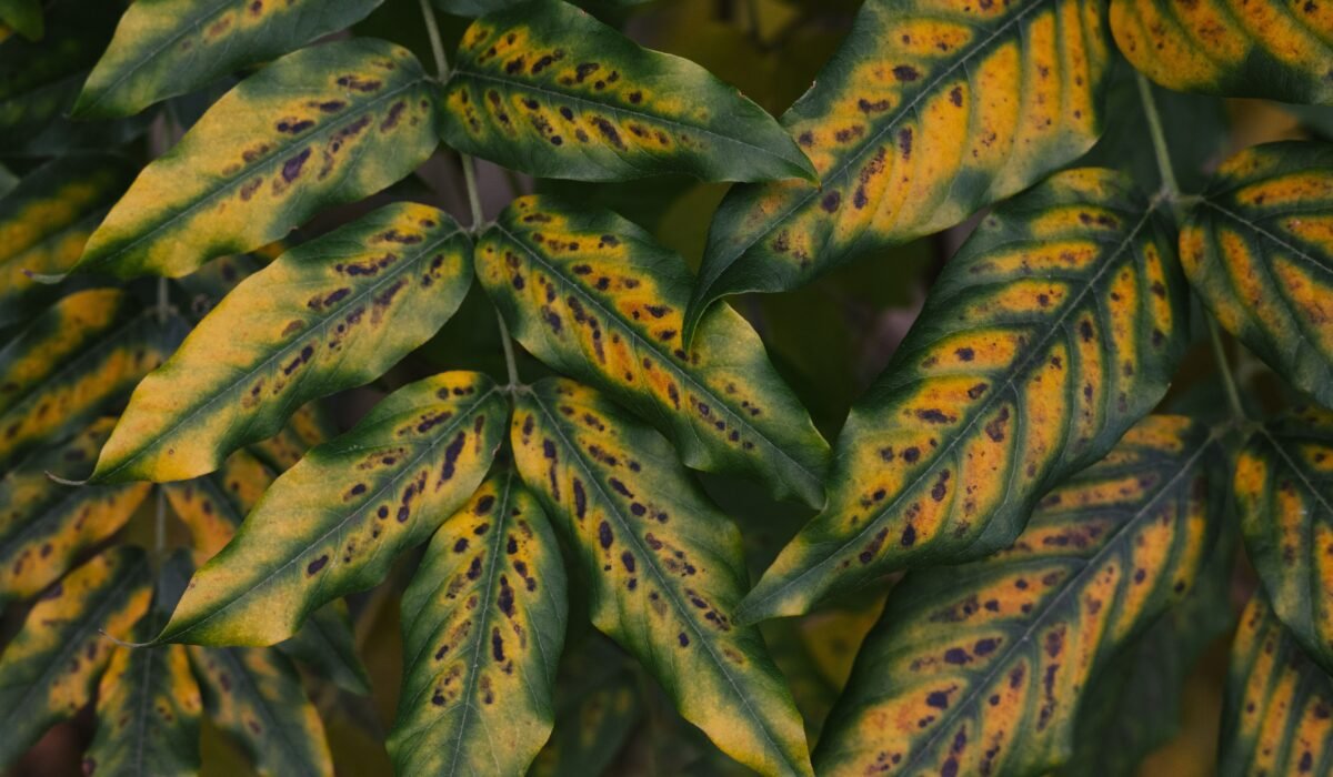 how to identify and treat leaf spot — How to Identify and Treat Leaf Spot: 5 Essential Steps — Photo by Ellie Burgin on Pexels
