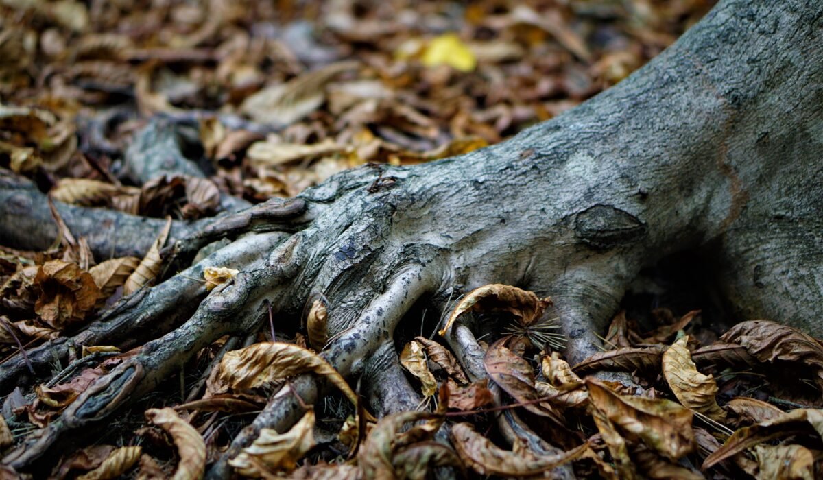diagnose treat root rot — Diagnose Treat Root Rot: 7 Simple Steps for Healthy Plants — Photo by Sony Shooter on Pexels