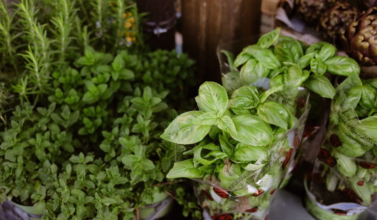 Growing Culinary Herbs in Pots — Growing Culinary Herbs in Pots: Ultimate 2026 Guide for Abundant Flavor — Photo by Nati on Pexels
