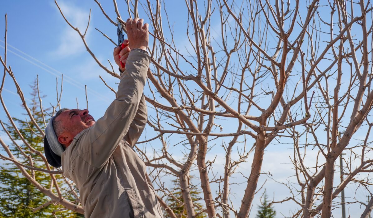 pruning fruit trees for abundant harvests — Pruning Fruit Trees: 7 Essential Tips for Abundant Harvests — Photo by mehmetography on Pexels